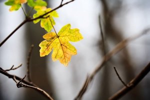 Autumn leaf and branches