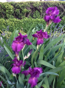 Purple Iris - Ken & JD House